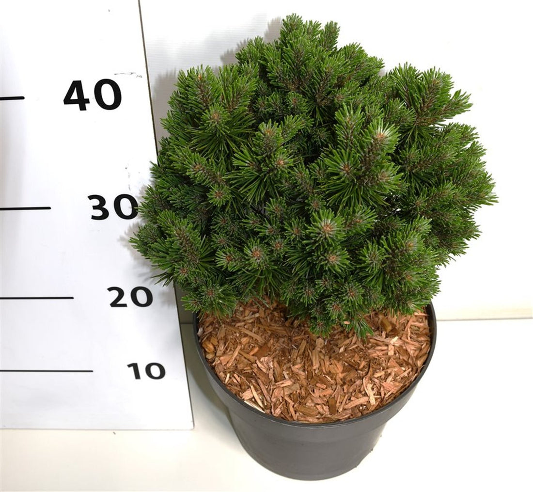 Bergtall – Pinus mugo &