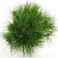Svarttall – Pinus densiflora 'Alice Verkade' - C5 30-40 cm.