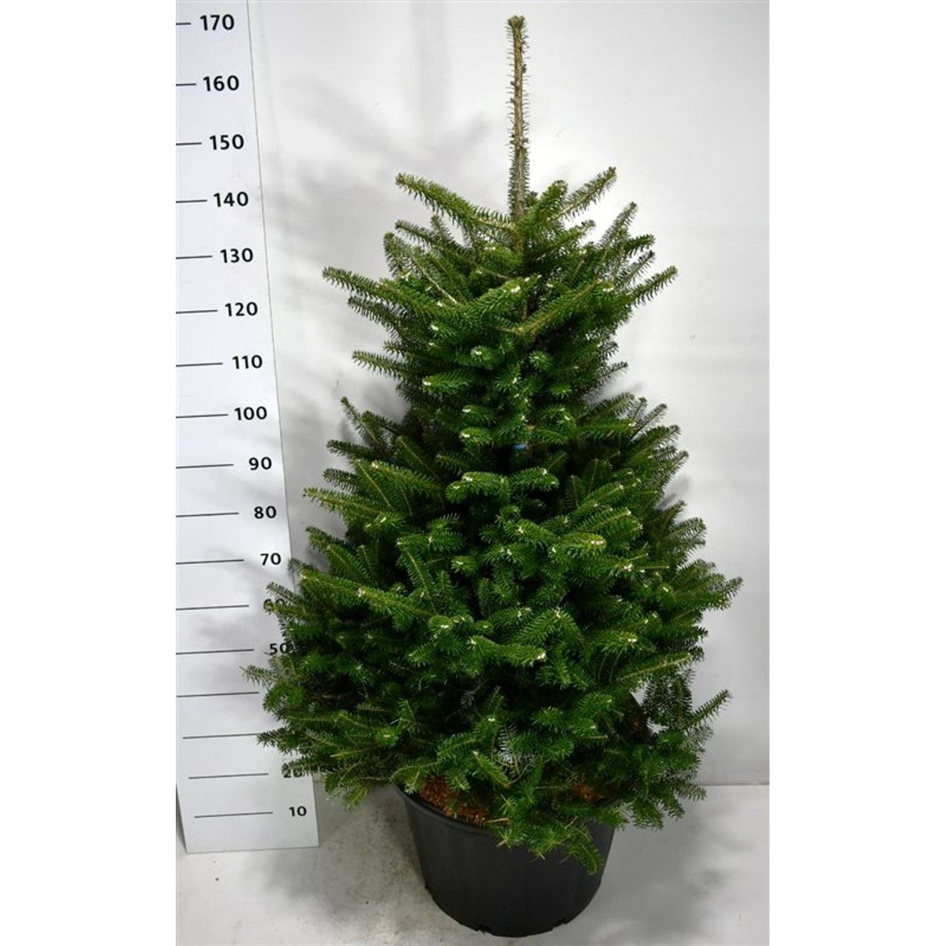 Koreagran – Abies koreana - C65 100-125 cm.