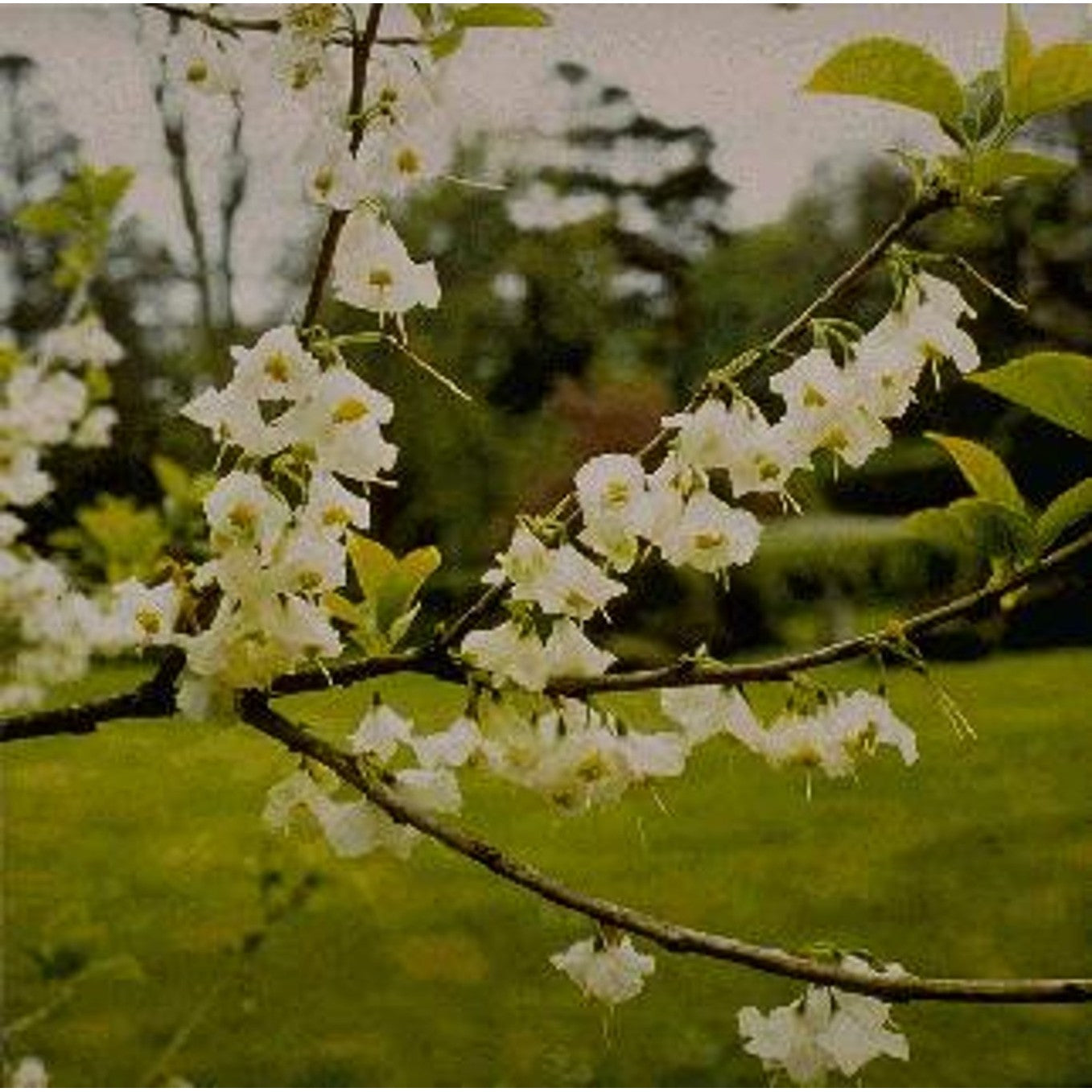 Snöträd – Halesia carolina - C25 4/6 HO/ST