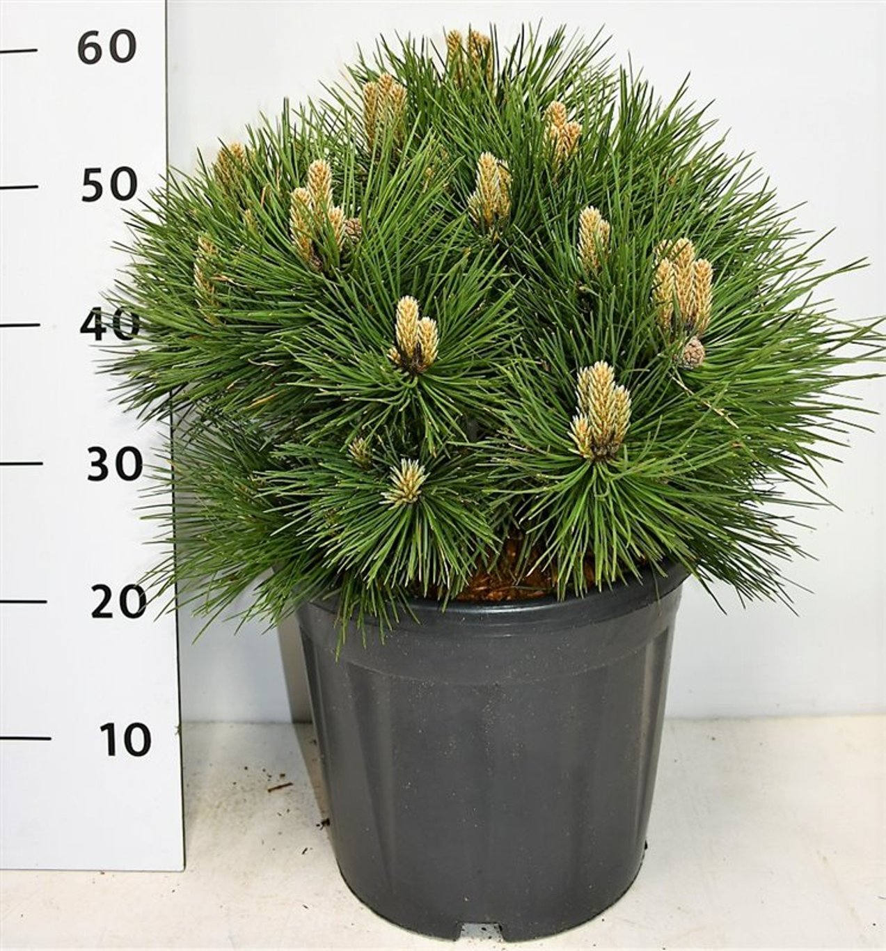Svarttall – Pinus nigra &