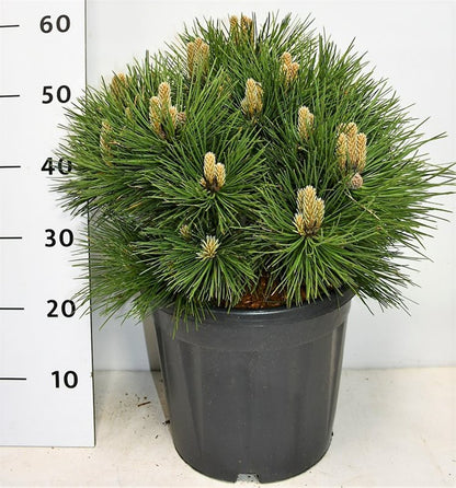 Svarttall – Pinus nigra &