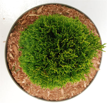 Thuja – Thuja occidentalis &
