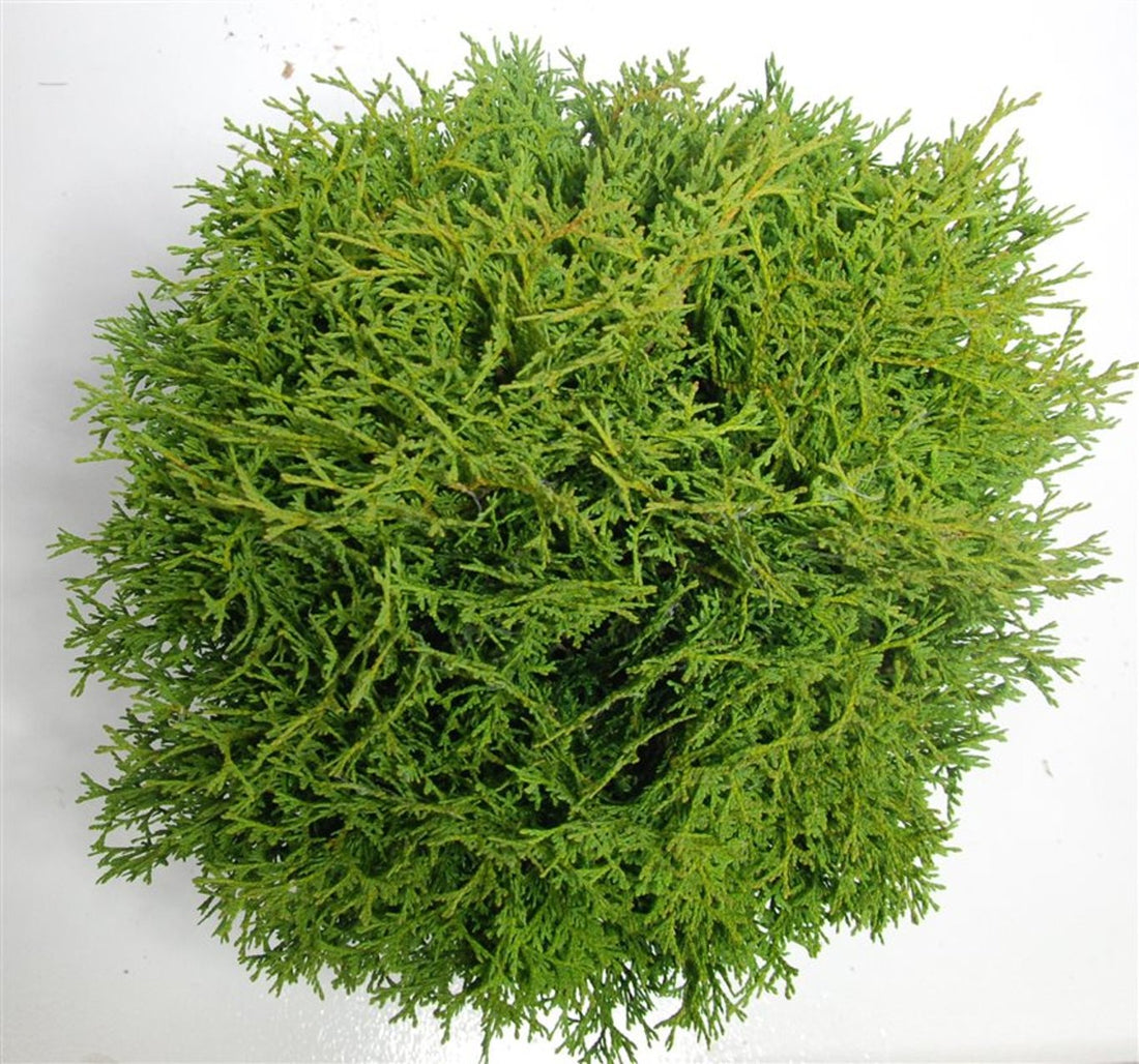 Thuja – Thuja occidentalis &