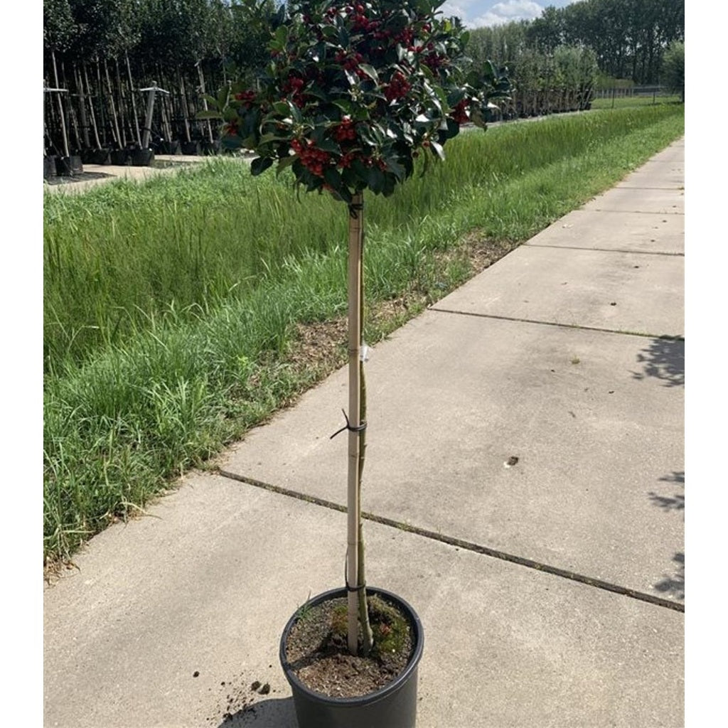 Blå järnek – Ilex meservae 'Blue Maid' - 120 CM Stem C15