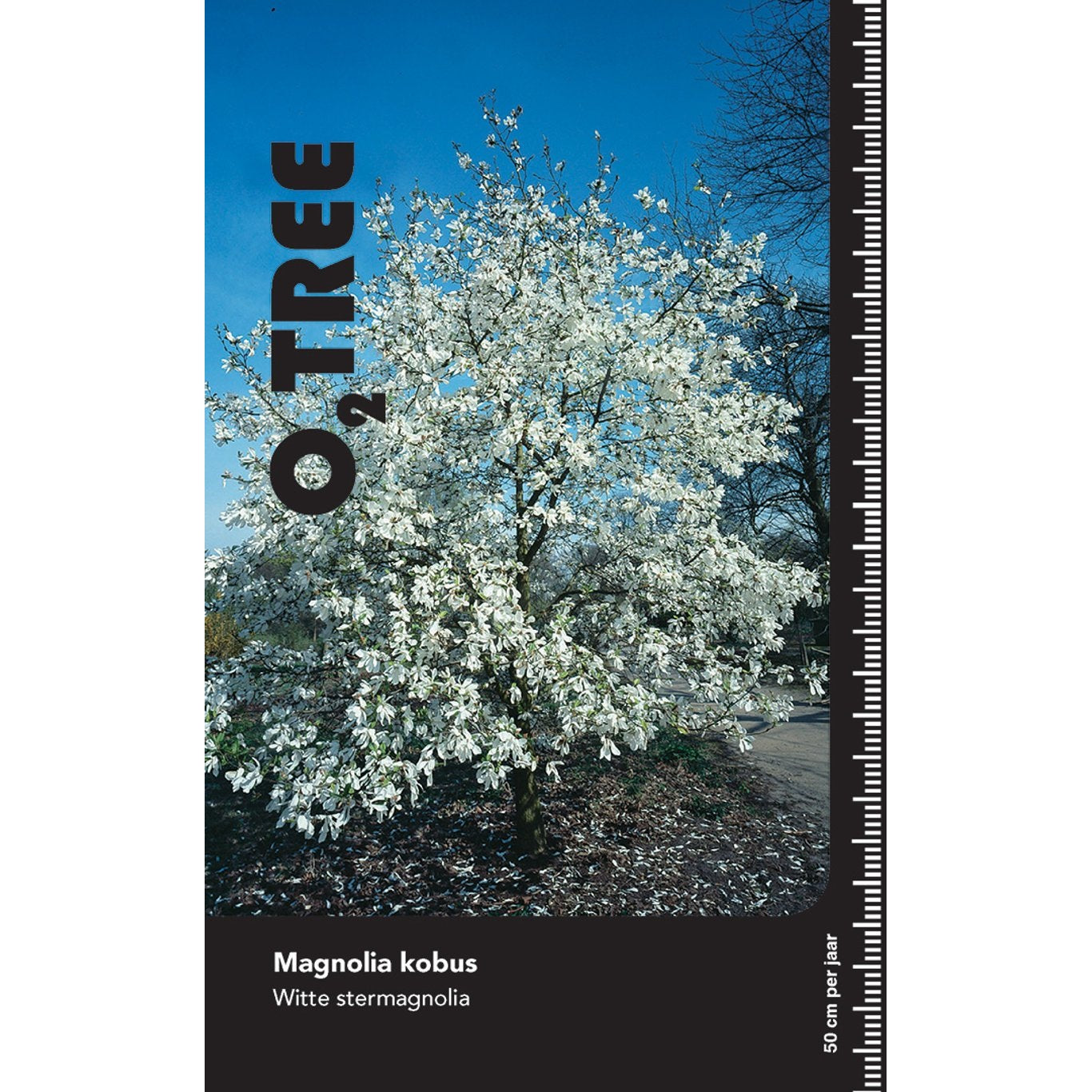 Japansk magnolia – Magnolia kobus 'Maraczi' - C20 6/8  150 CM Stem