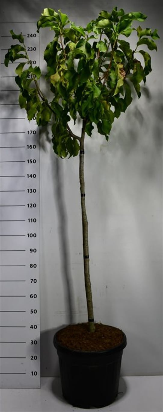 Magnolia – Magnolia &
