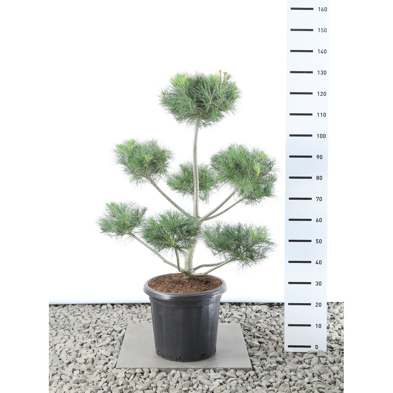 Weymouthtall – Pinus strobus - 80-100 CM Multiplateau EXTRA in Cont.