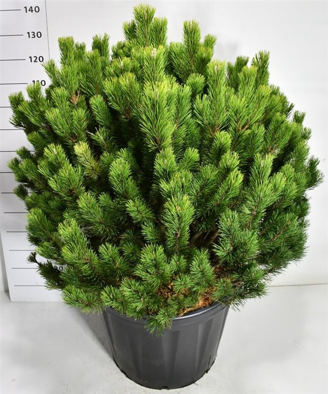 Bergtall – Pinus mugo mugo - C110 100-110 cm.