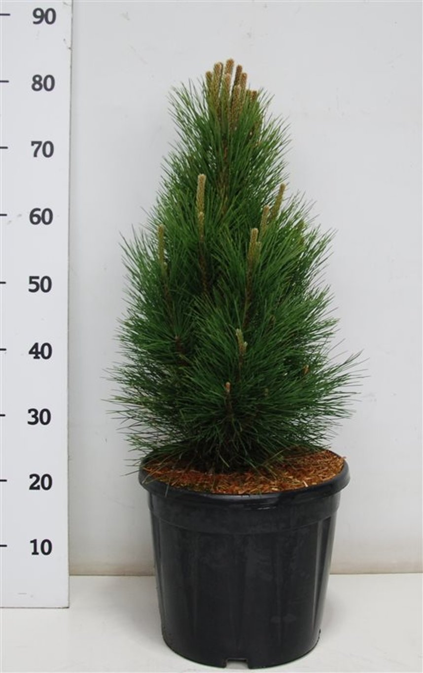 Svarttall – Pinus nigra &