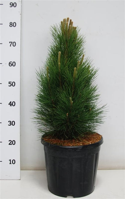 Svarttall – Pinus nigra &