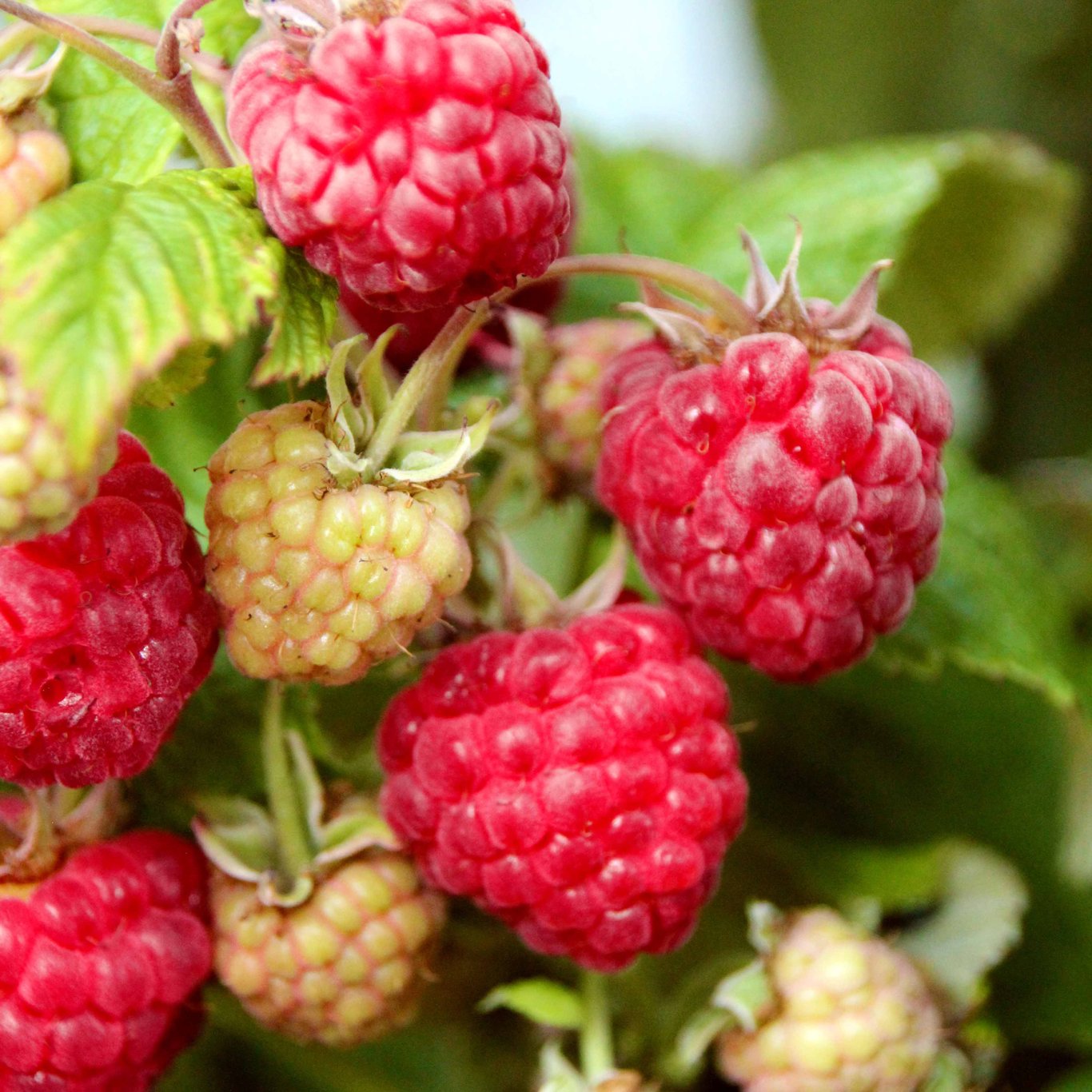 Hallon – Rubus idaeus 'Aroma Queen' - C3 40-60 CM