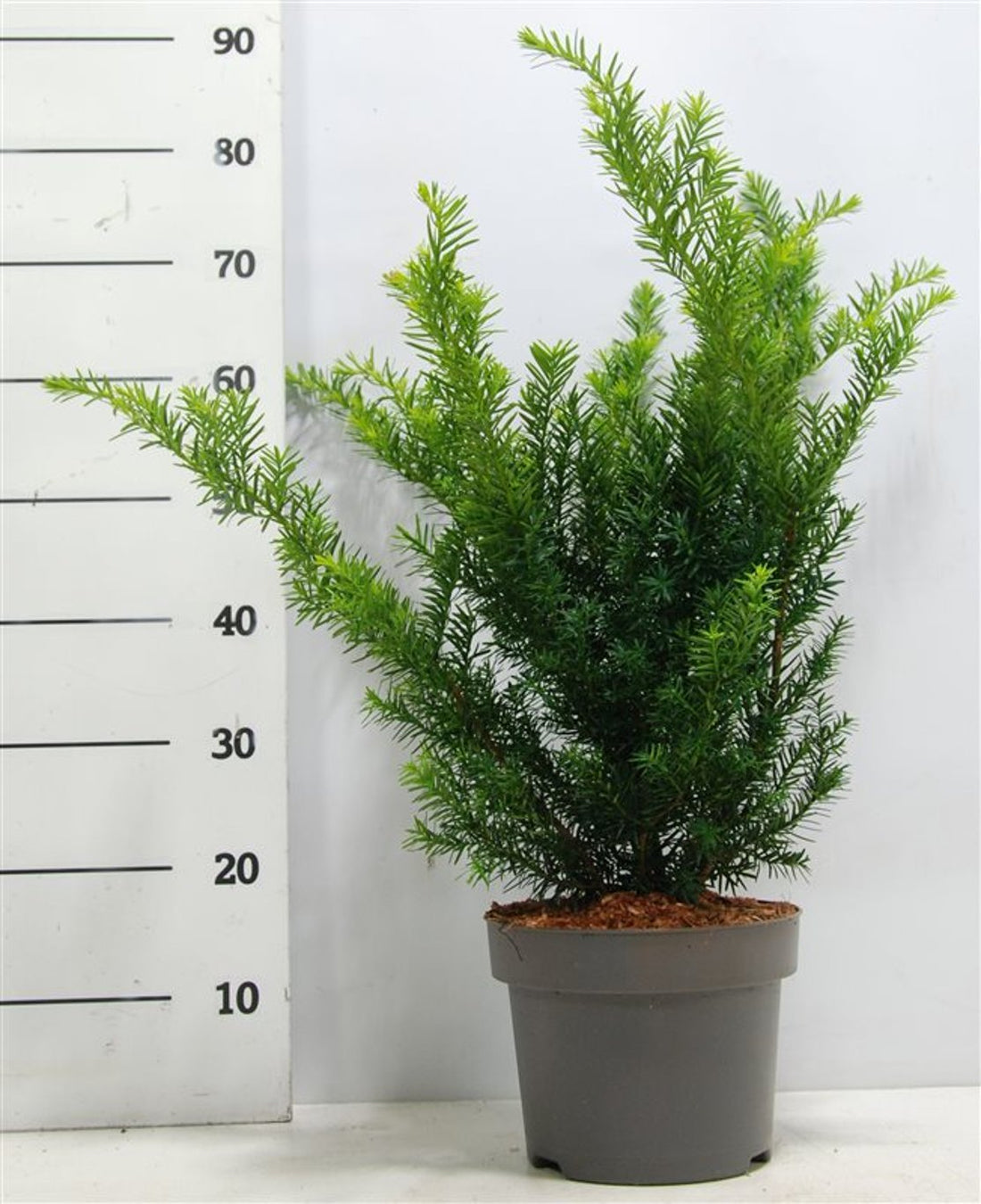 Hybrididegran – Taxus media &