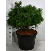 Japansk svarttall – Pinus thunbergii 'Sayonara' - C45 80-90 cm.