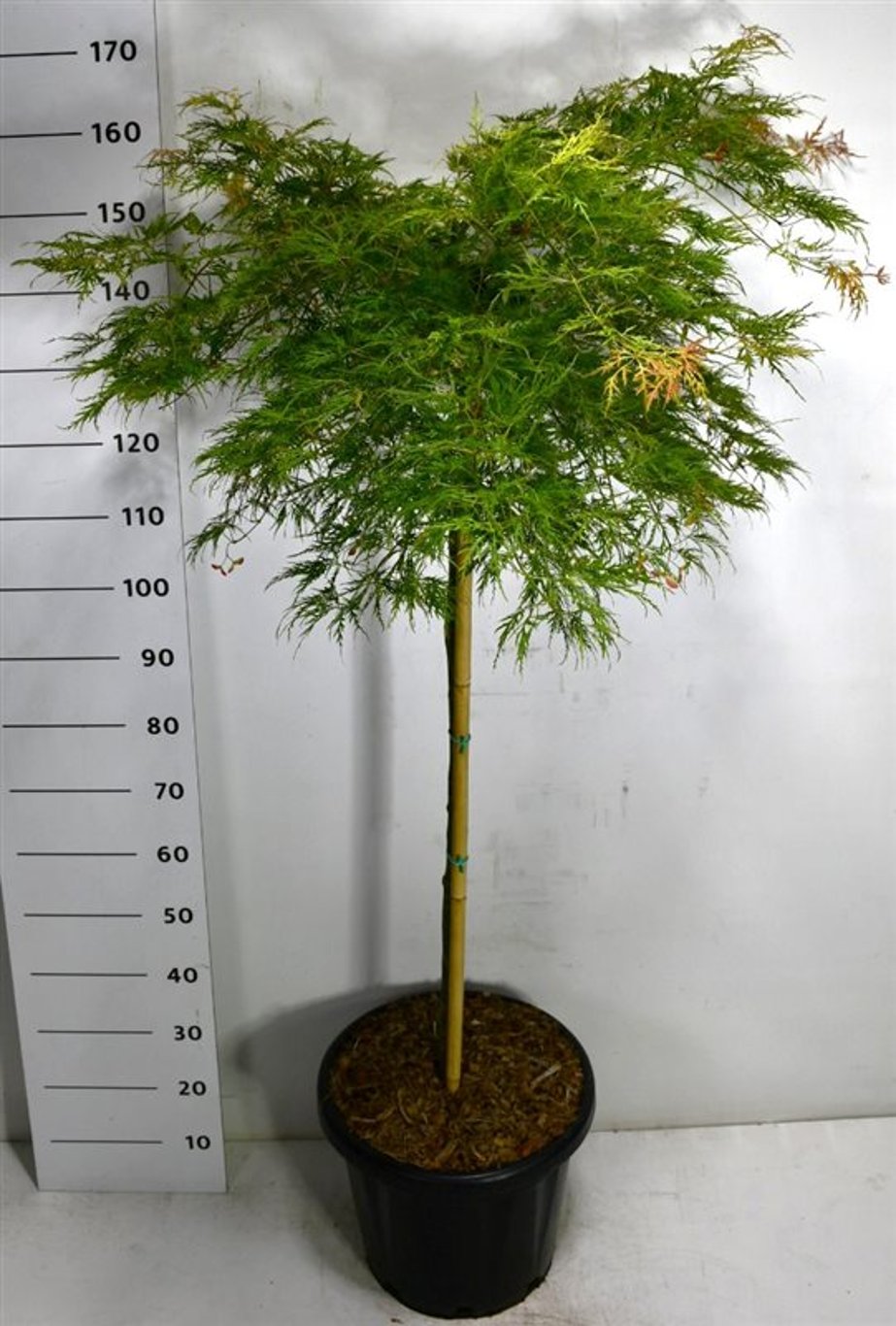 Japansk lönn – Acer palmatum &