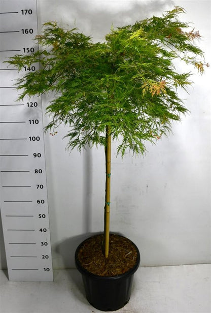 Japansk lönn – Acer palmatum &