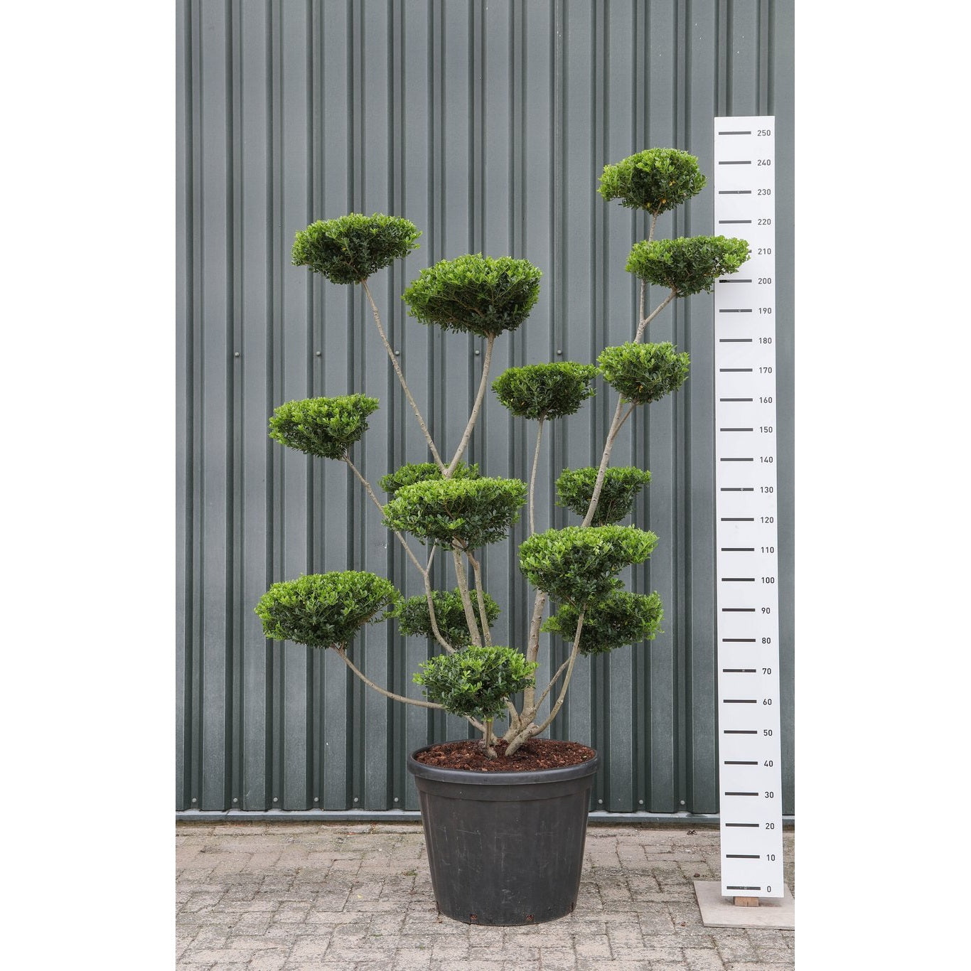 Japansk järnek – Ilex crenata 'Green Hedge' - 200-225 CM Multiplateau EXTRA in Cont.