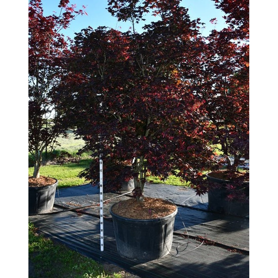 Japansk lönn – Acer palmatum 'Bloodgood' - C280 250-300 cm. Sol