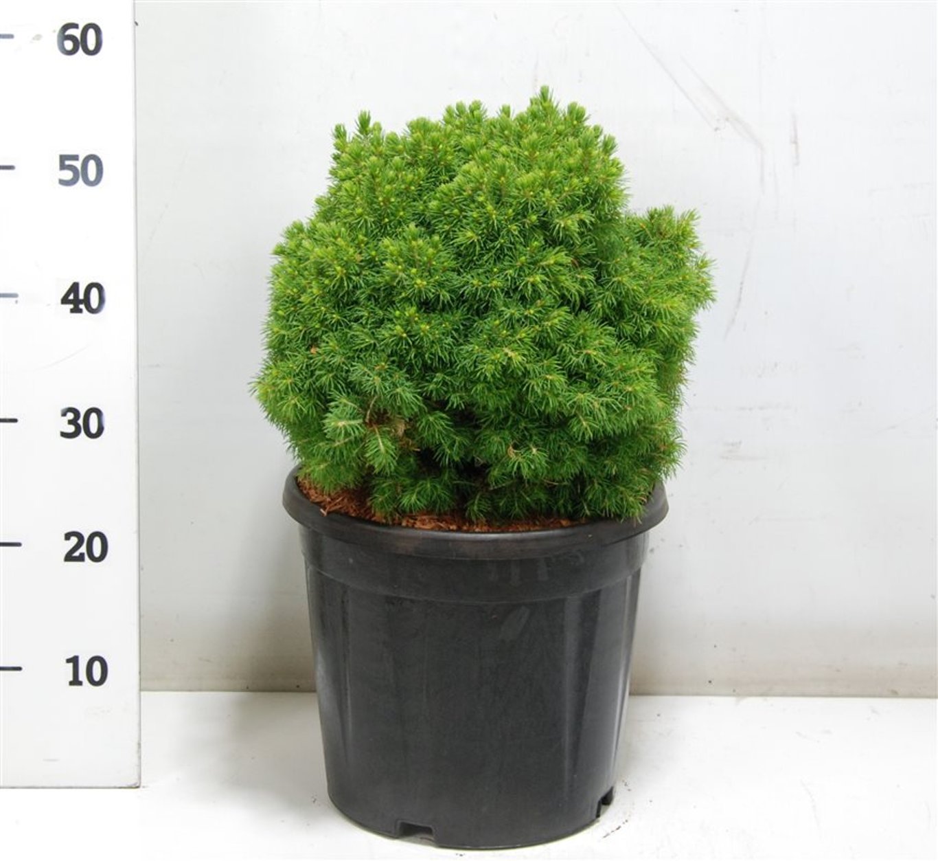 Albertagran – Picea glauca &