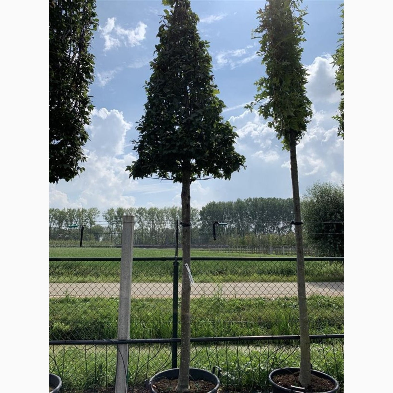 Avenbok – Carpinus betulus - C110 25-30 CM
