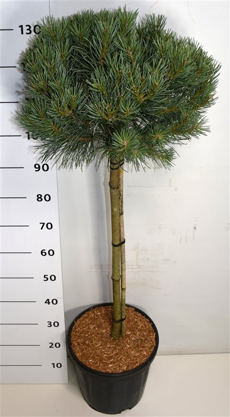 Tall – Pinus sylvestris 'Watereri' - C18 80 cm. Stam Extra