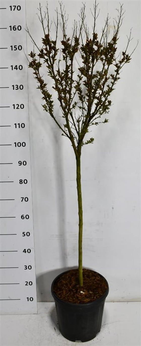 Kreppmyrten – Lagerstroemia indica &