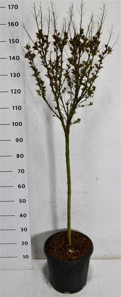 Kreppmyrten – Lagerstroemia indica &