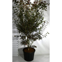 Japansk lönn – Acer palmatum 'Trompenburg' - C70 200-225 cm.