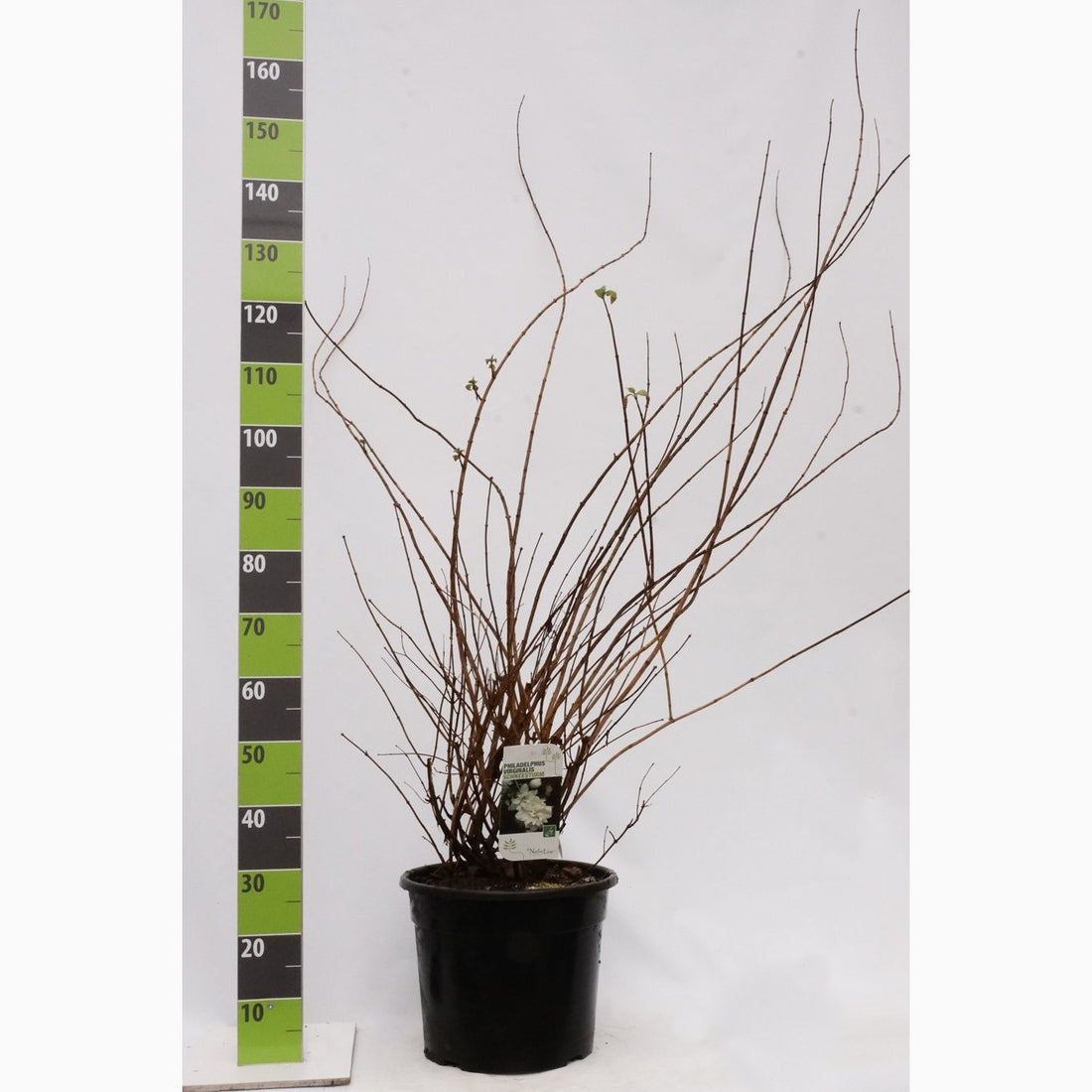 Schersmin – Philadelphus &