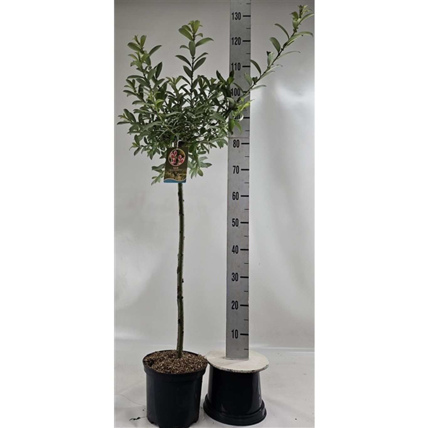Vide – Salix gracilistyla 'Mt. Aso' - 80 CM Stem C5
