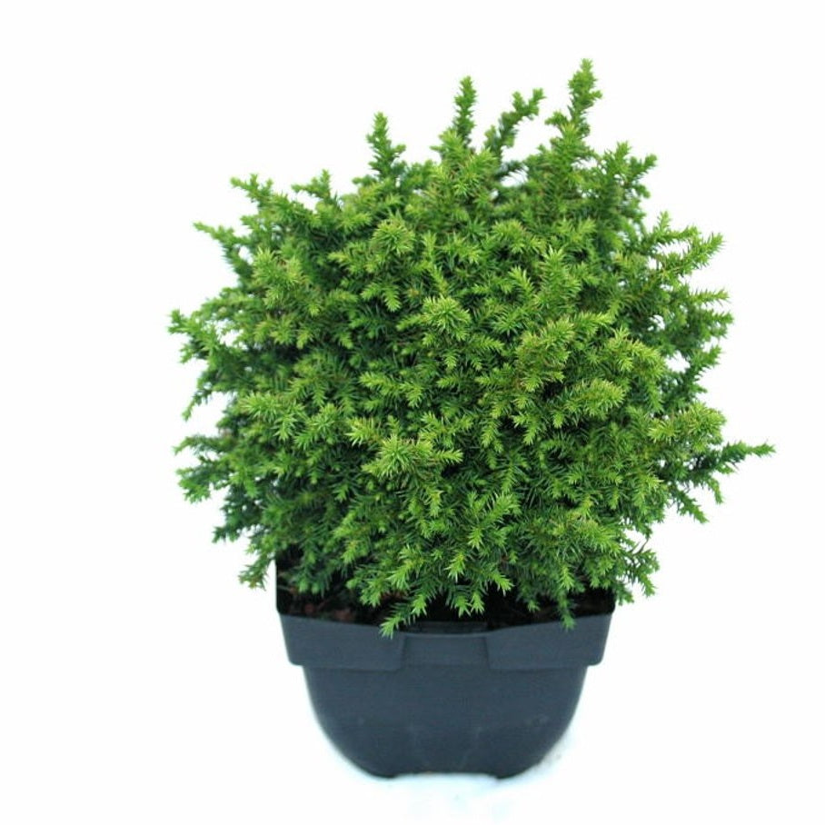 Japansk kryptomeria – Cryptomeria japonica 'Vilmoriniana' - C2