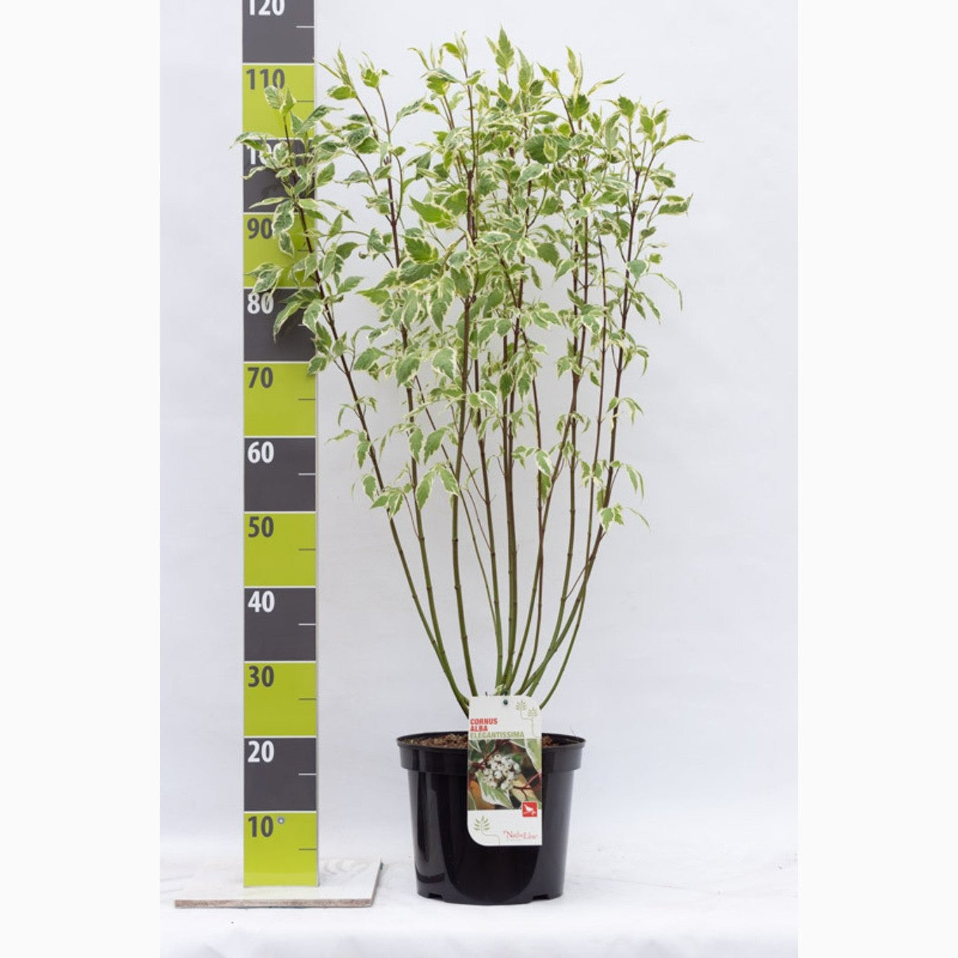 Kornell – Cornus alba 'Elegantissima' - C7.5 80-100 CM