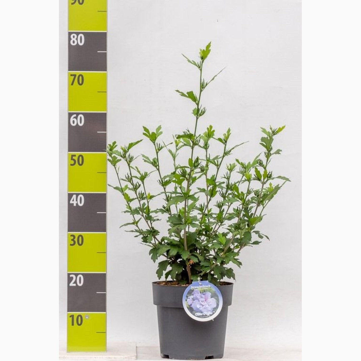 Hibiskus – Hibiscus syriacus 'Blue Chiffon' - C4,6 50-60 CM