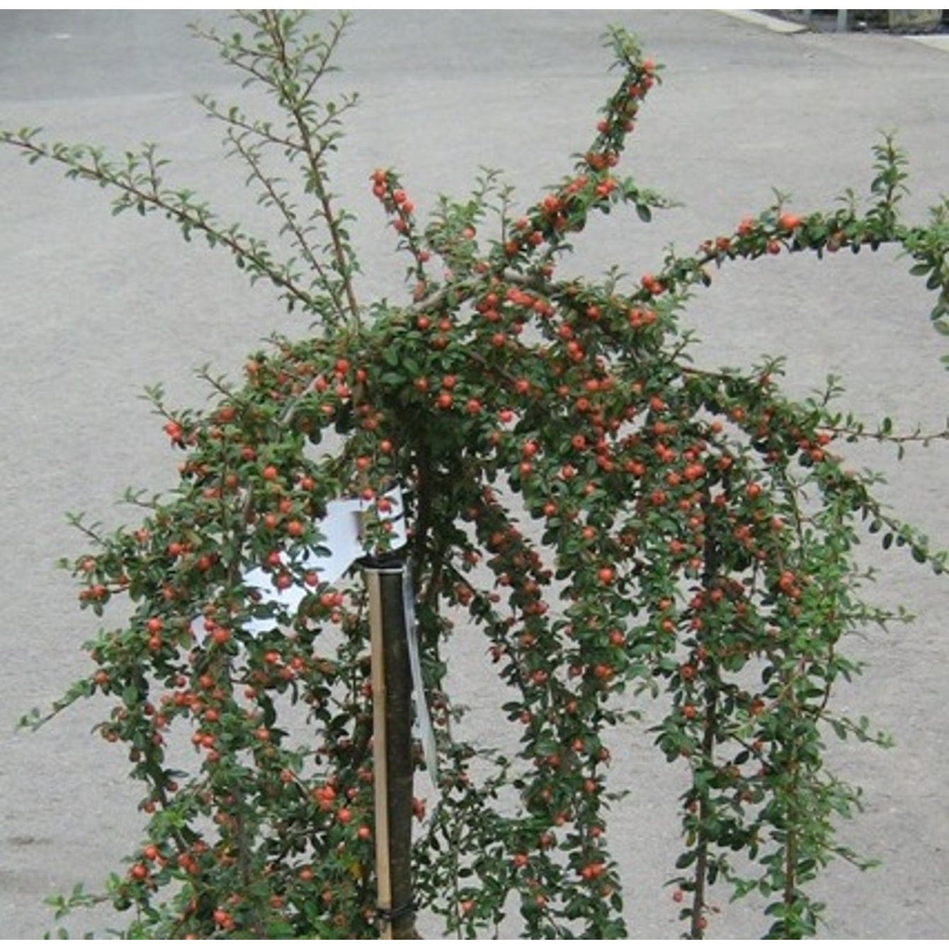Krypoxbär – Cotoneaster suecicus 'Coral Beauty' - 80 CM Stem C10
