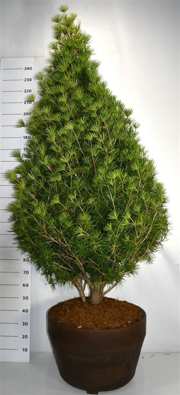 Paraplygran – Sciadopitys verticillata 'Beauty Green' - C120 200-225 cm.