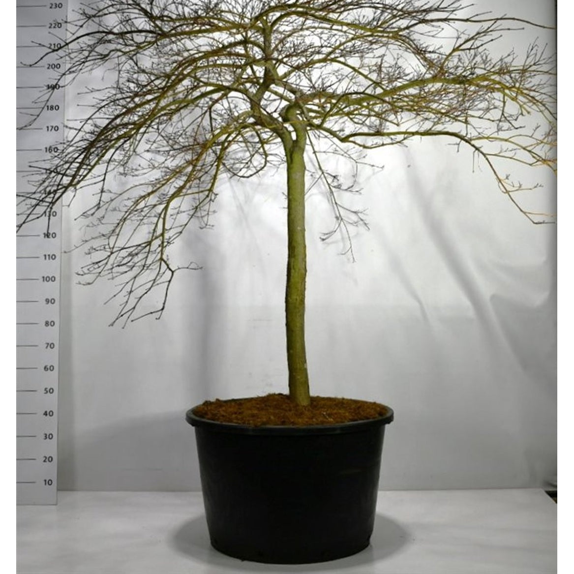 Japansk lönn – Acer pal. 'Inaba-shidare' - 90 CM Stem Cont.