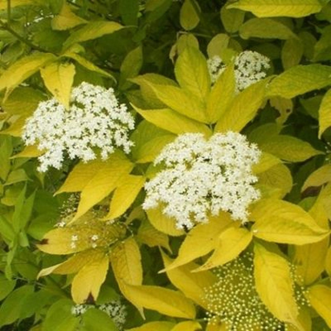 Fläder – Sambucus nigra &