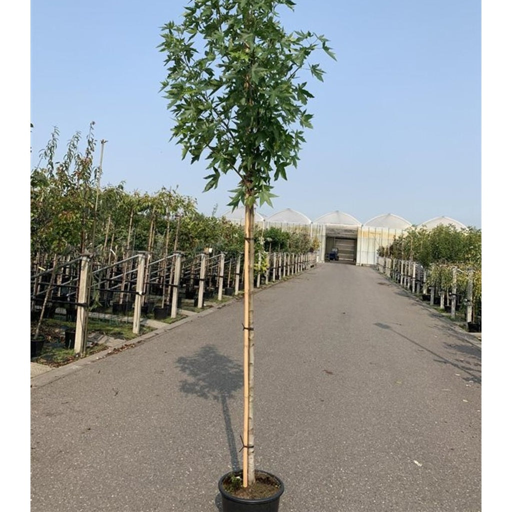 Amerikanskt ambra – Liquidambar styraciflua 'Worplesdon' - 16/18 RB