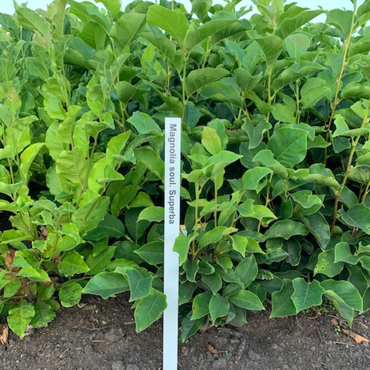 Magnolia – Magnolia soulangeana 'Superba' - 60-80 CM RB