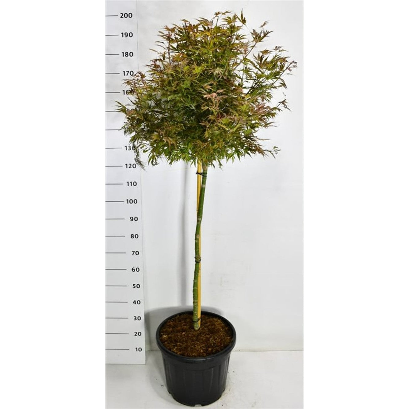 Japansk lönn – Acer pal. 'Shaina' - 90 CM Stem Cont.