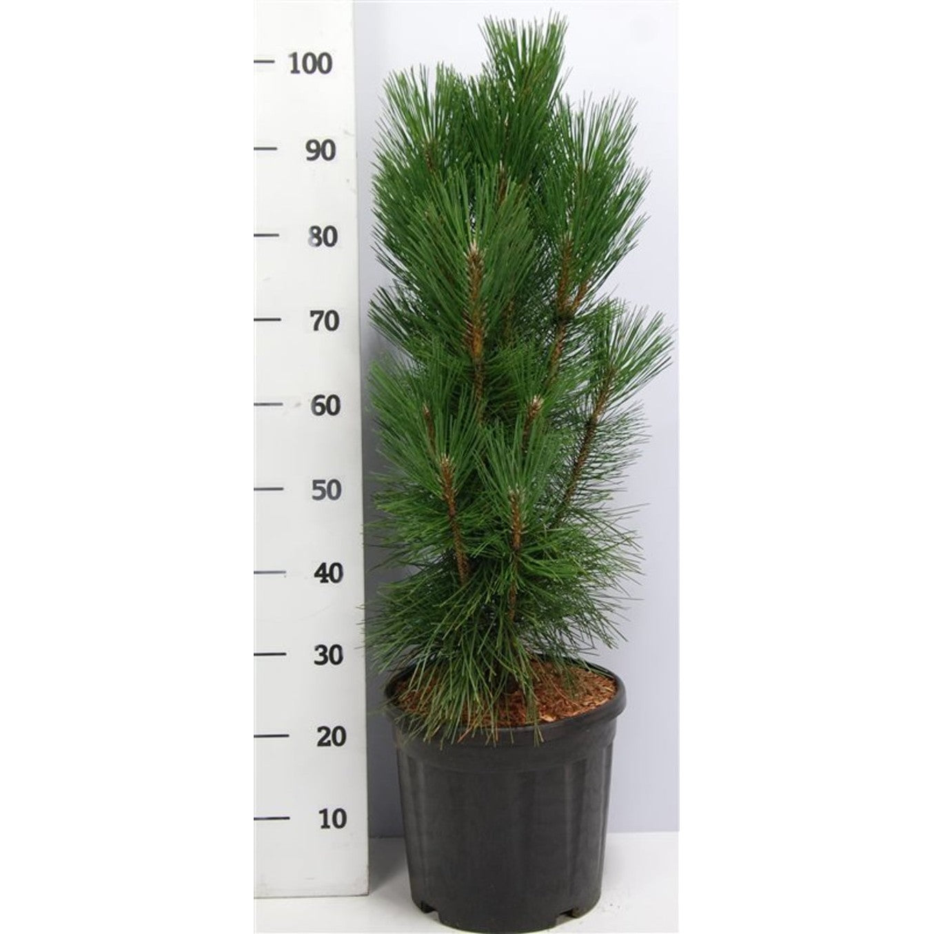Svarttall – Pinus nigra 'Pyramidalis' - C13 60-80 cm.