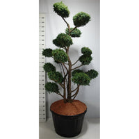 Kinesisk en – Juniperus chinensis 'Blue Alps' - C180 175-200 cm. Bonsai