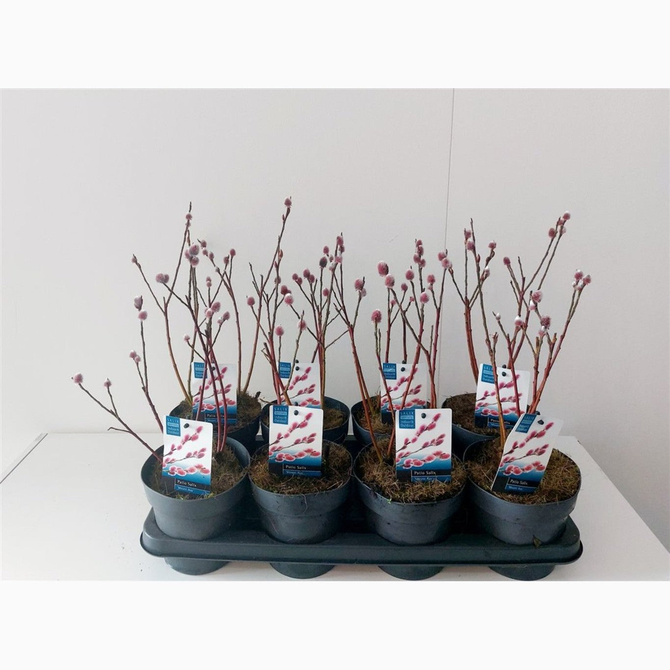 Vide – Salix gracilistyla 'Mt. Aso' - C1,5