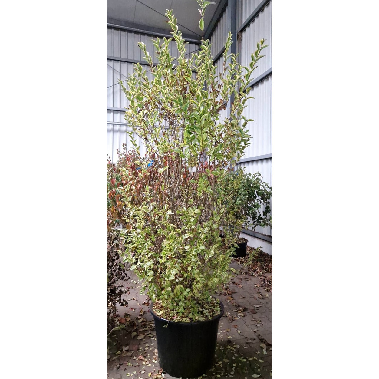 Liguster – Ligustrum ovalifolium 'Aureum' - 175-200 CM WRB