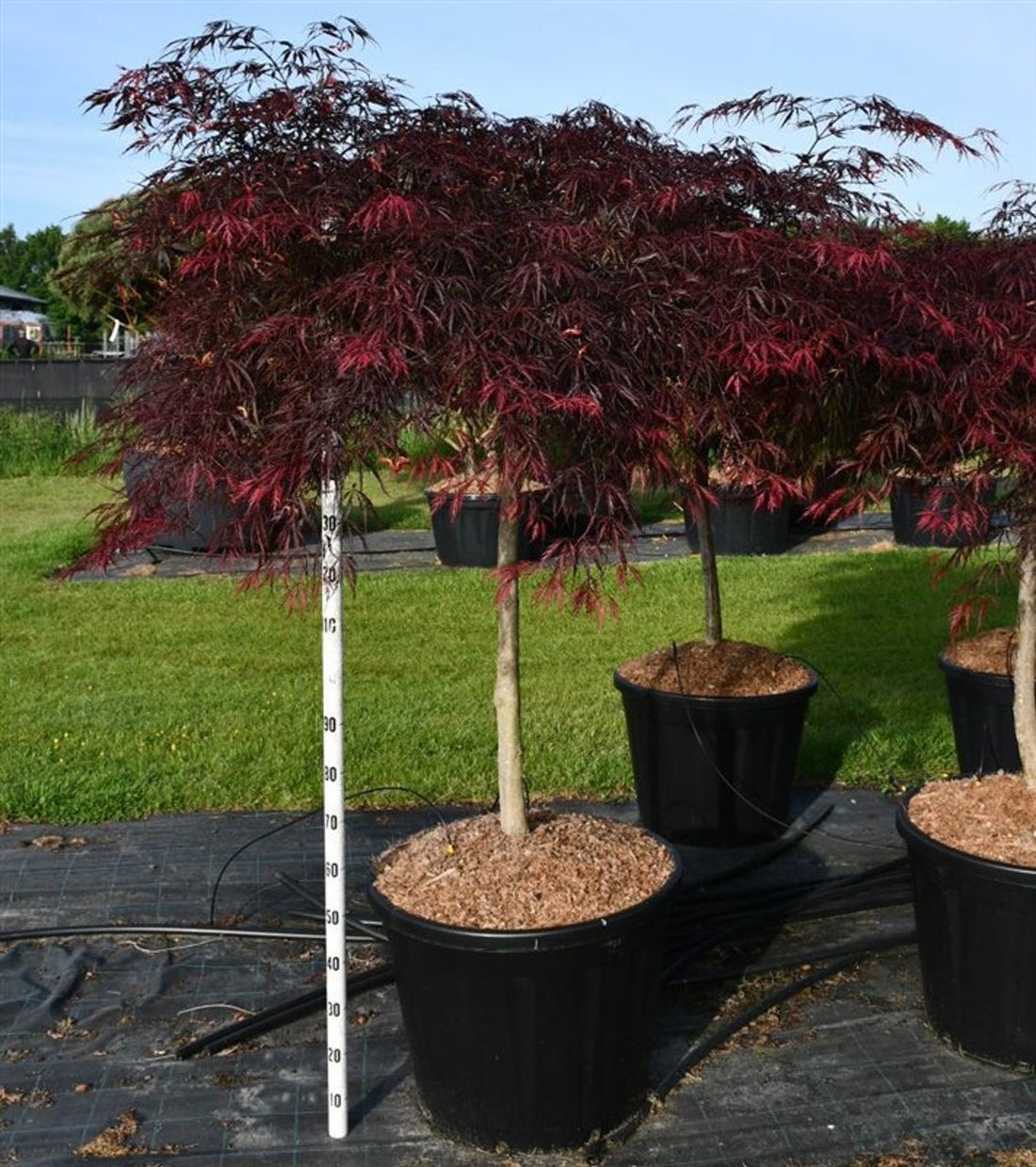 Japansk lönn – Acer palmatum &