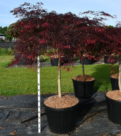 Japansk lönn – Acer palmatum &
