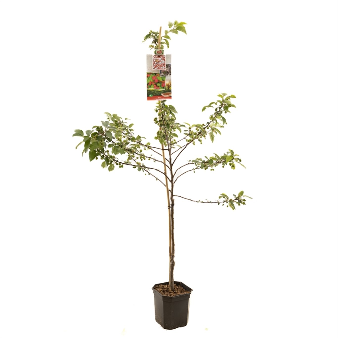 Äpple – Malus 'Royal Ruby' - C7.5 150-175 CM