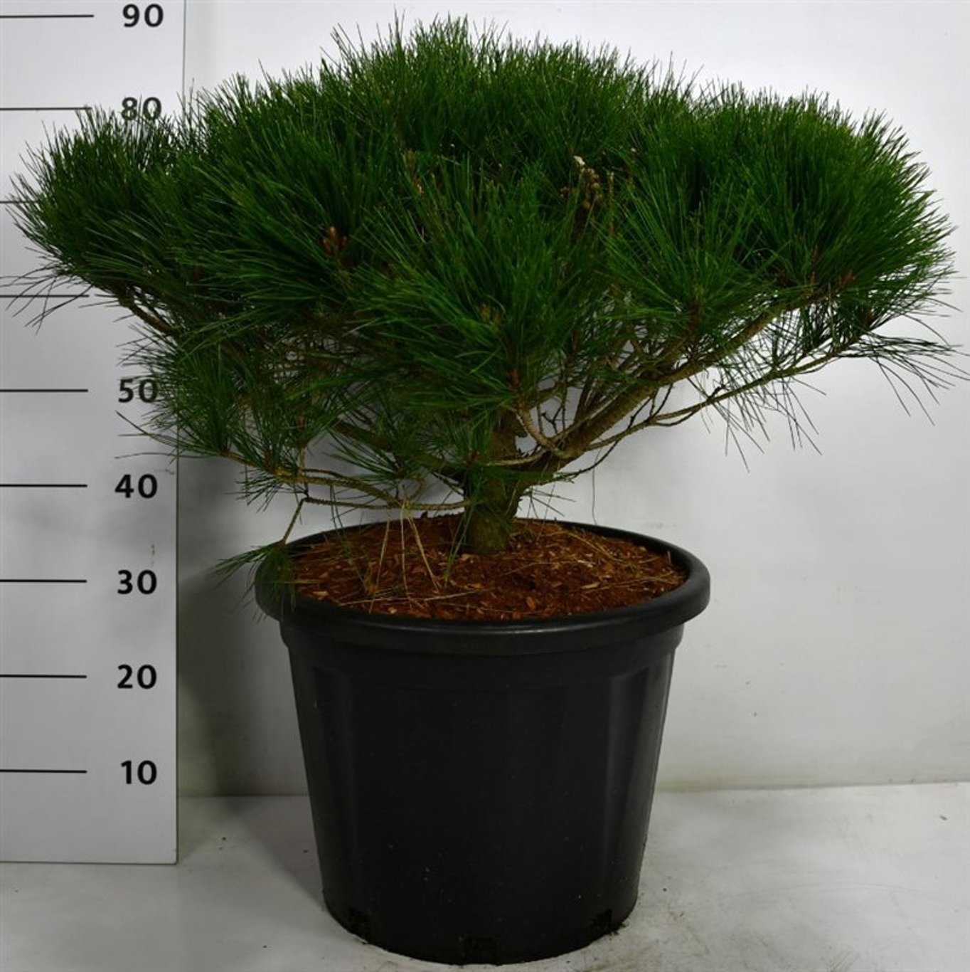 Svarttall – Pinus densiflora 'Alice Verkade' - C35 70-80 cm.