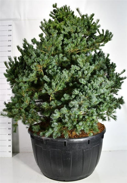 Japansk vit­tall – Pinus parviflora &