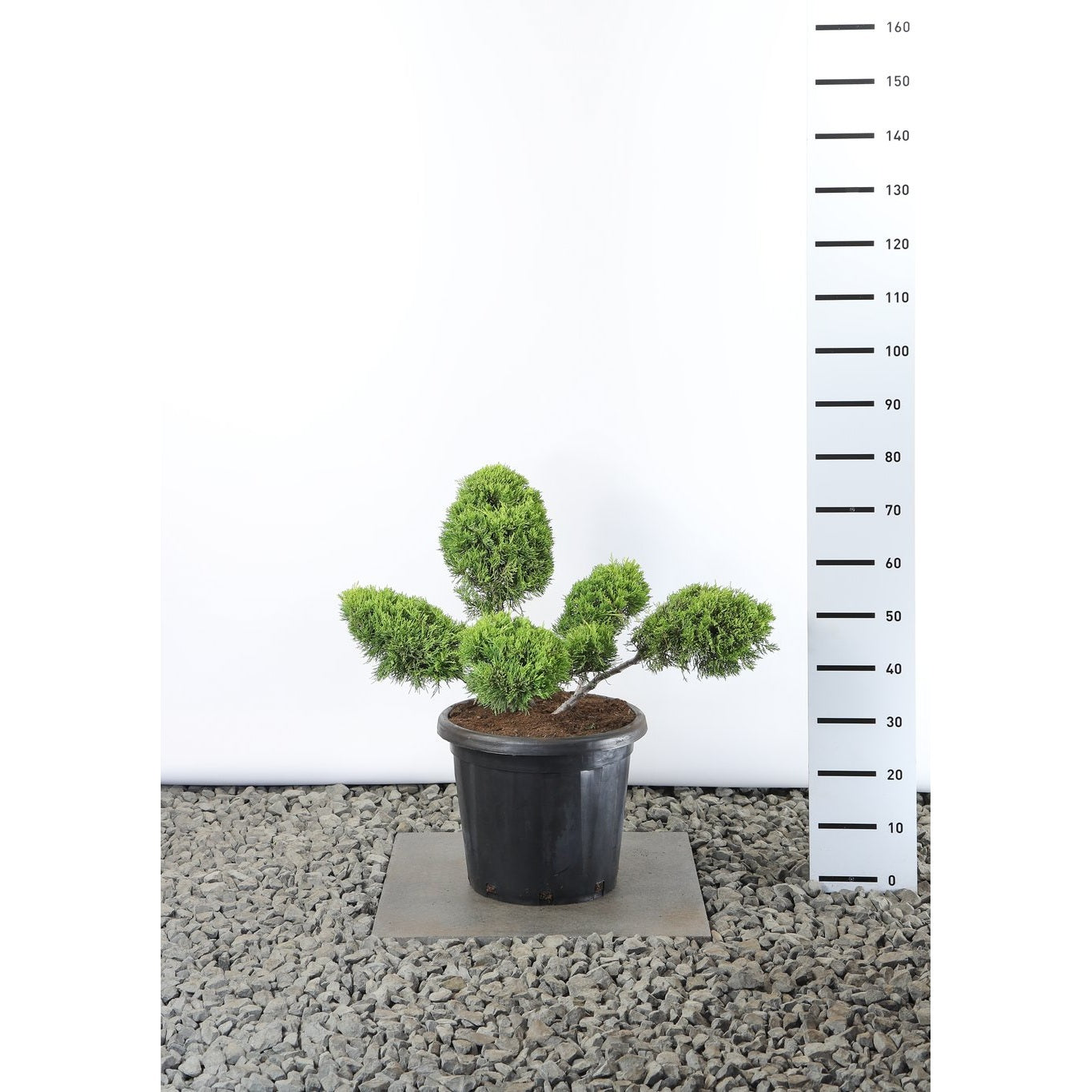 Pfitzer-en – Juniperus pfitzeriana 'Old Gold' - 60-80 CM Multiplateau EXTRA in Cont.